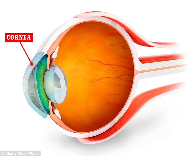 Diagram of an eye showing Cornea
